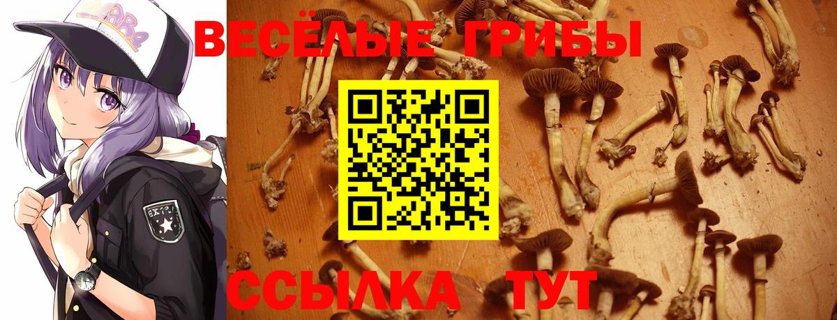 Лабинск  Псилоцибиновые грибы Cubensis  Вход с VPN  Галлюциногенные грибы прущие грибы 